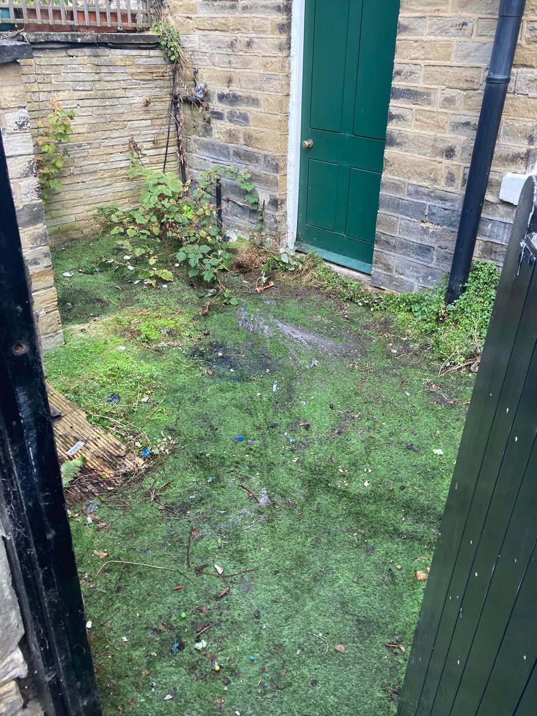 The same back yard cleared